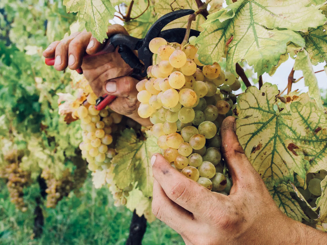 Malvasia