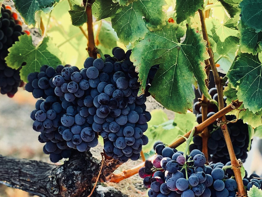 Grenache