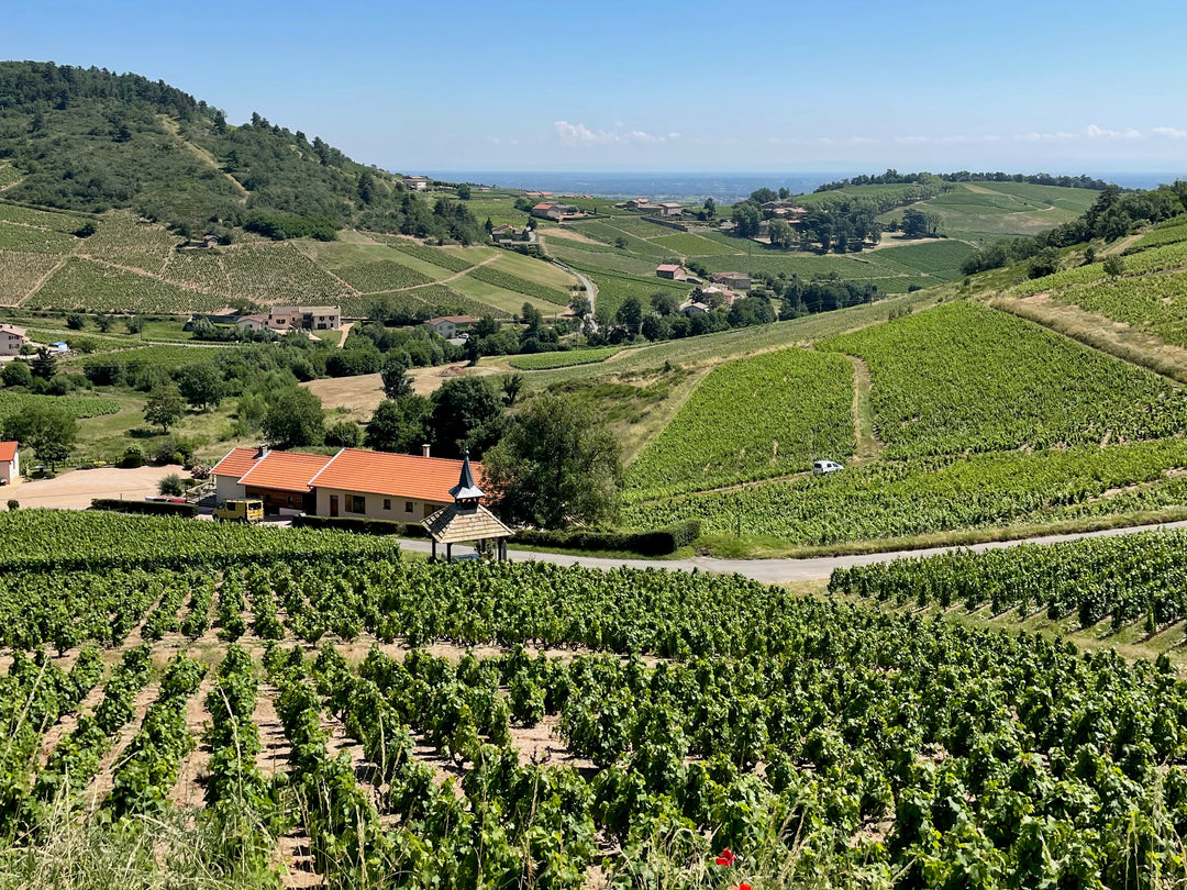 VINTRO in Beaujolais