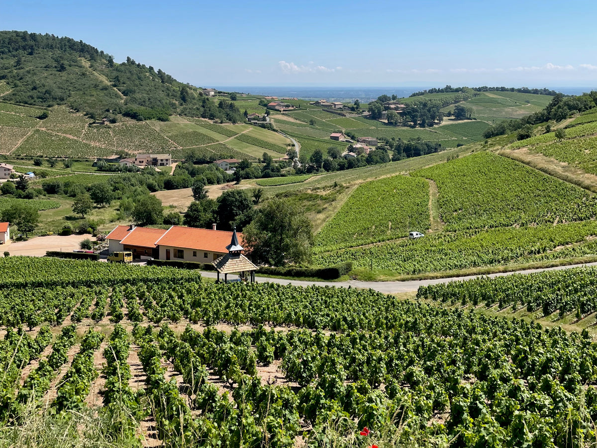 VINTRO in Beaujolais