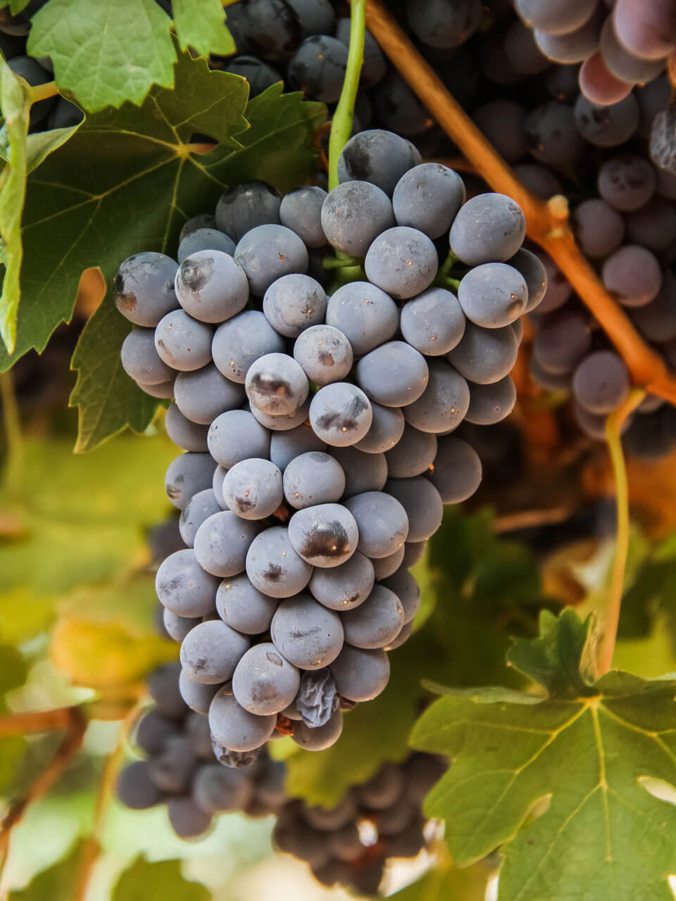 Barbera