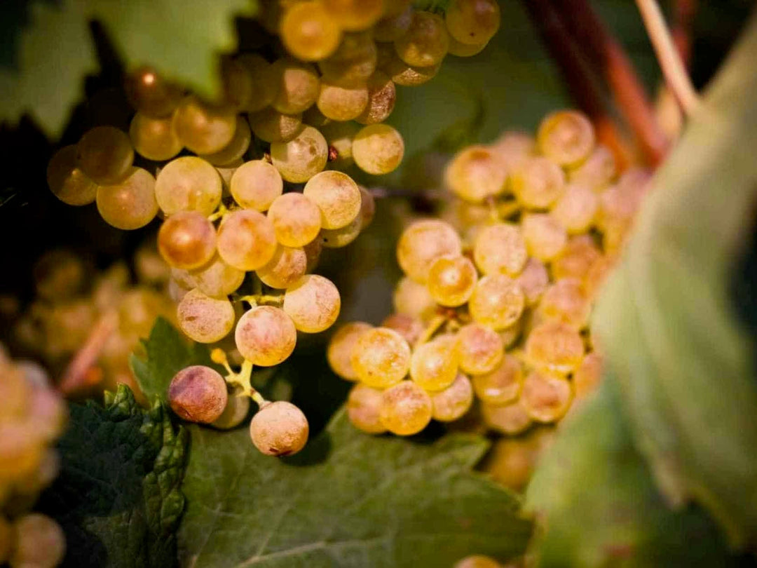 Garganega