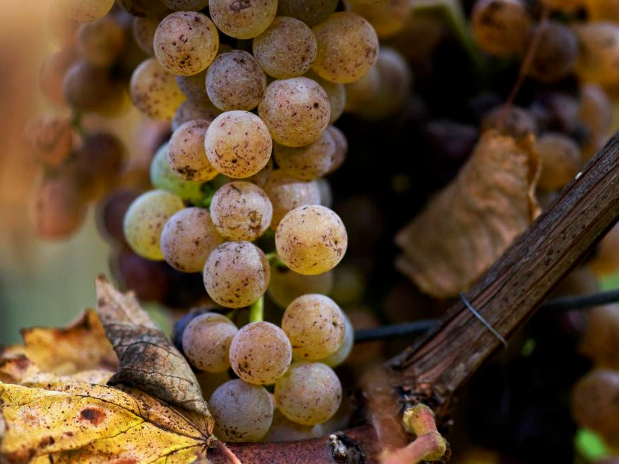Petit Manseng