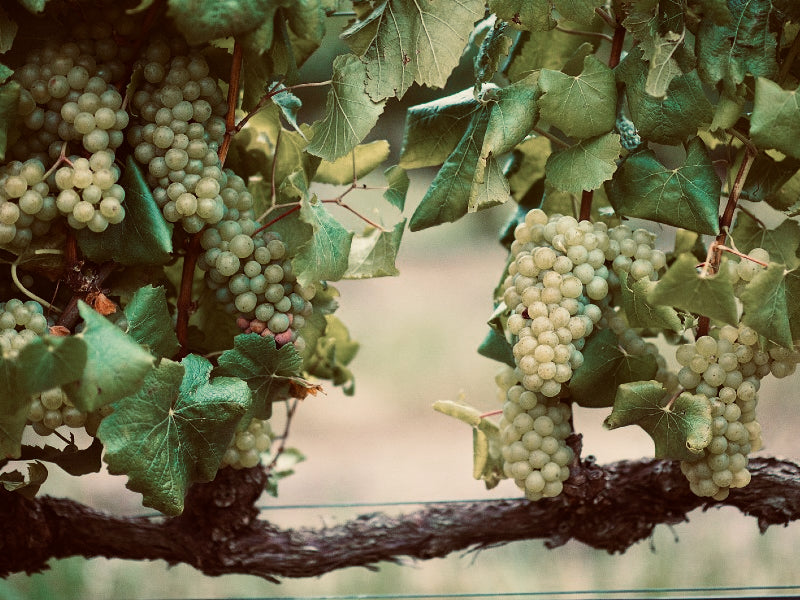 Chenin Blanc