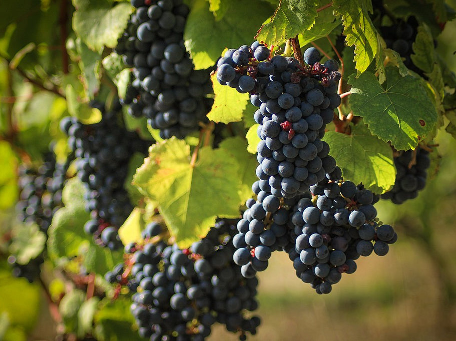 Tannat