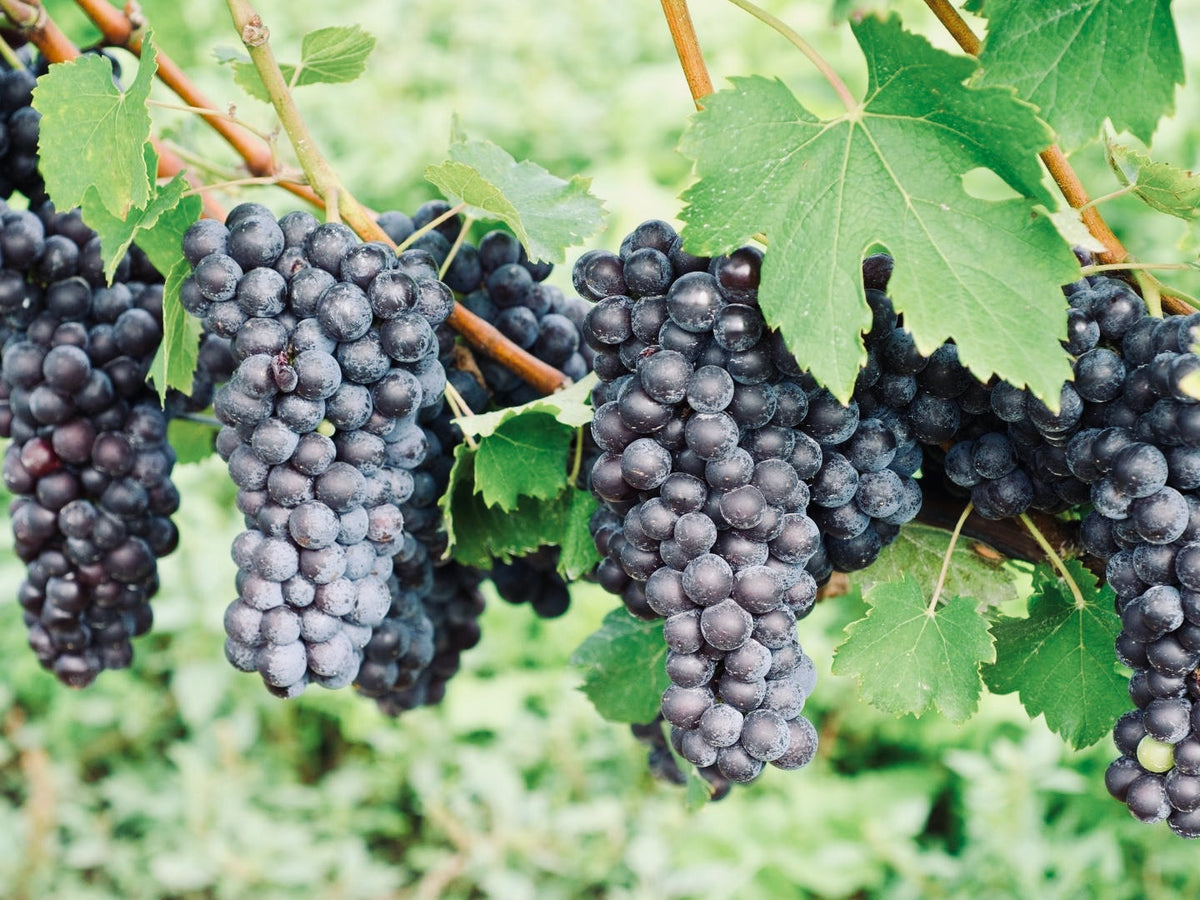 Nebbiolo