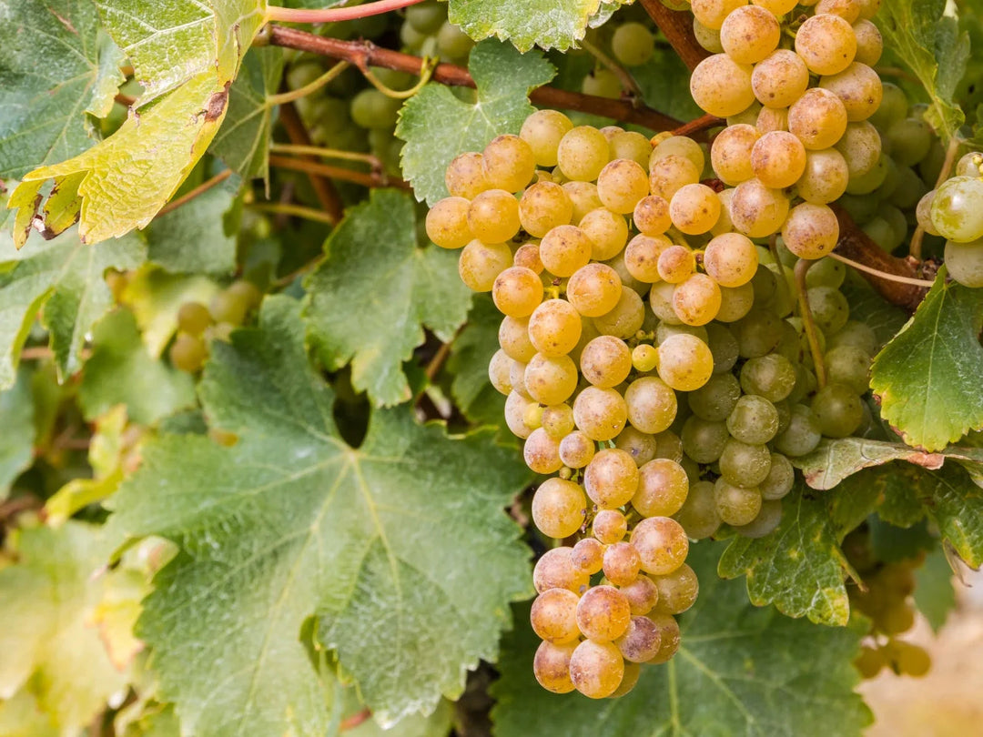 Sauvignon Blanc