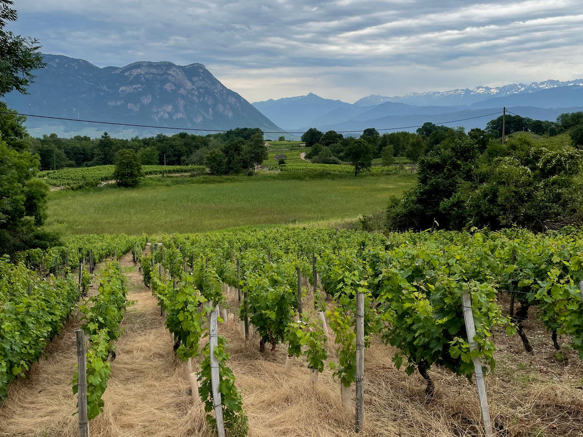 Wine Region Savoie
