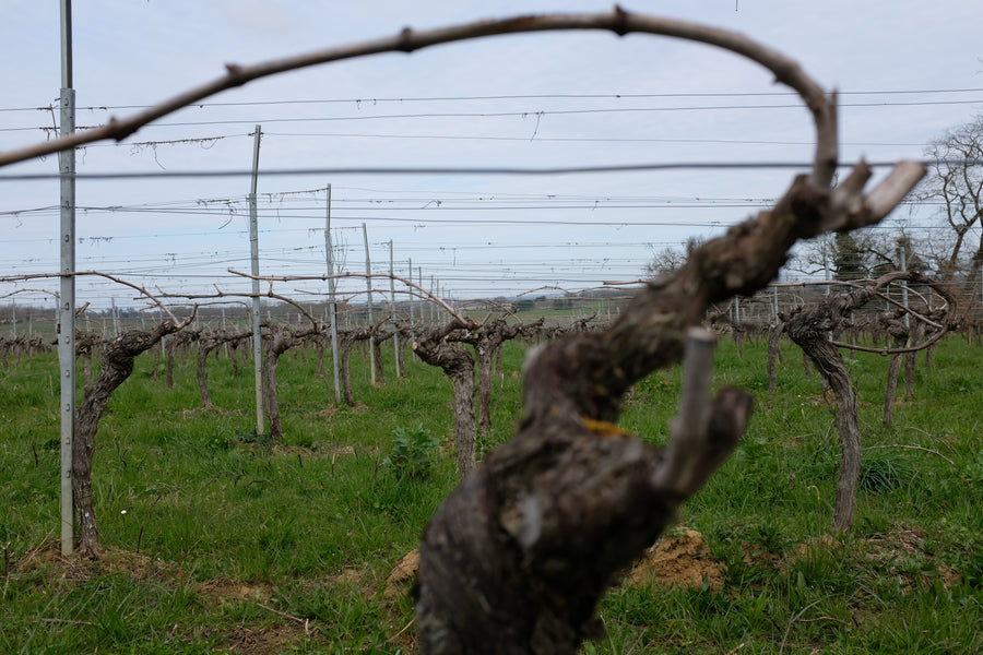Domaine Jean Dauge
