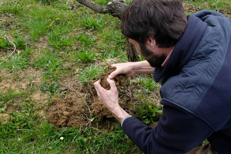 Domaine Jean Dauge