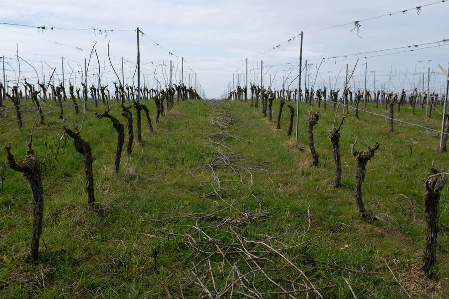 Domaine Jean Dauge