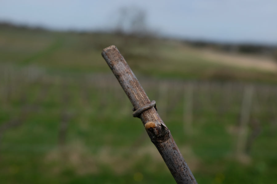 Domaine Jean Dauge