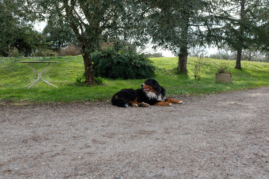 Domaine Jean Dauge
