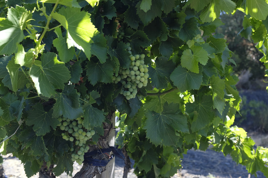 Domaine Danjou Banessy