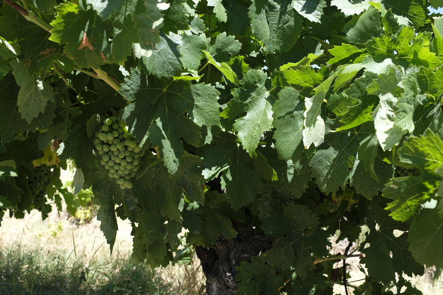 Domaine de la Goguette