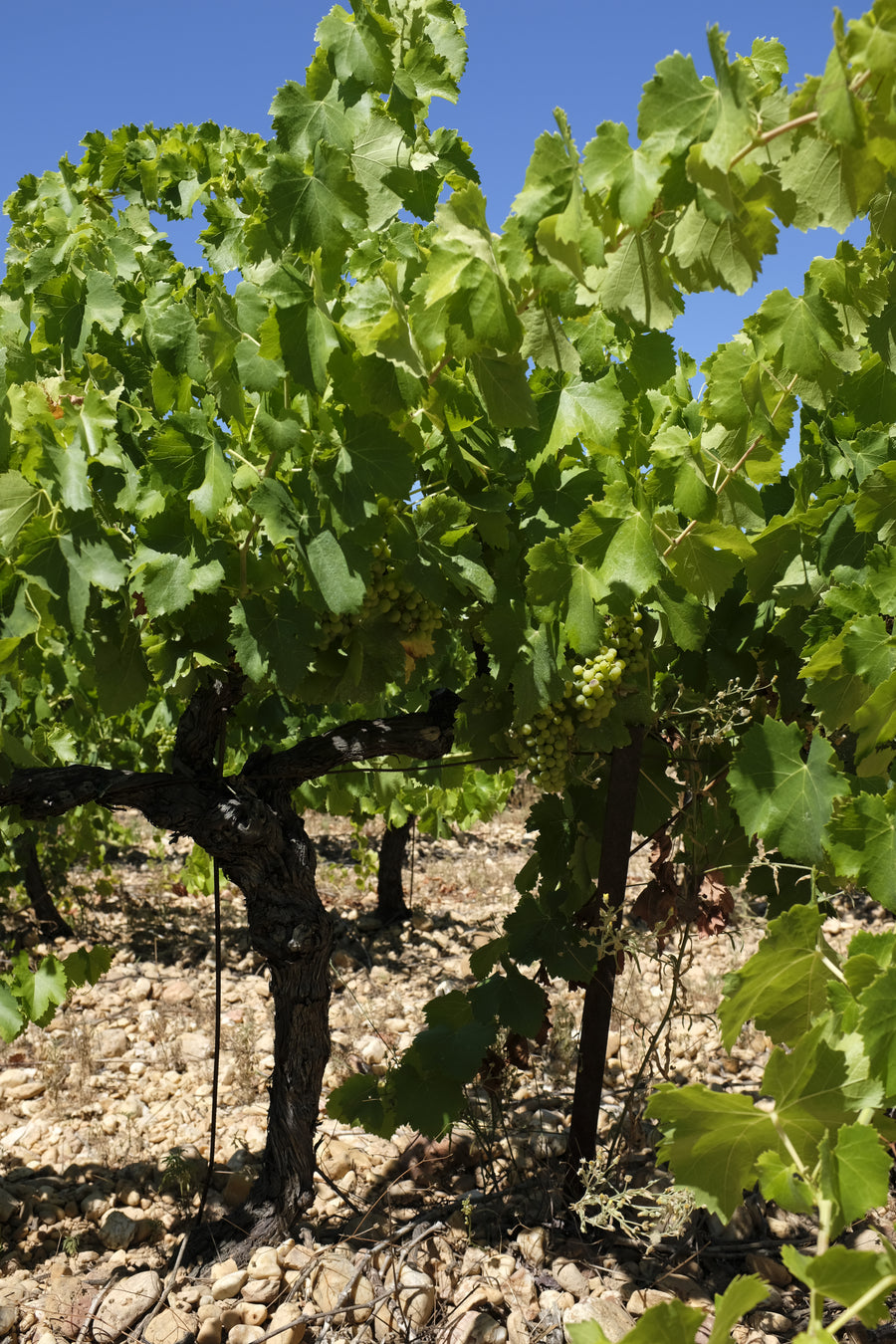 Domaine de la Goguette