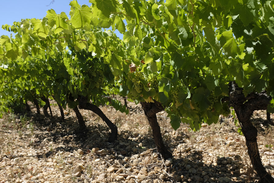 Domaine de la Goguette