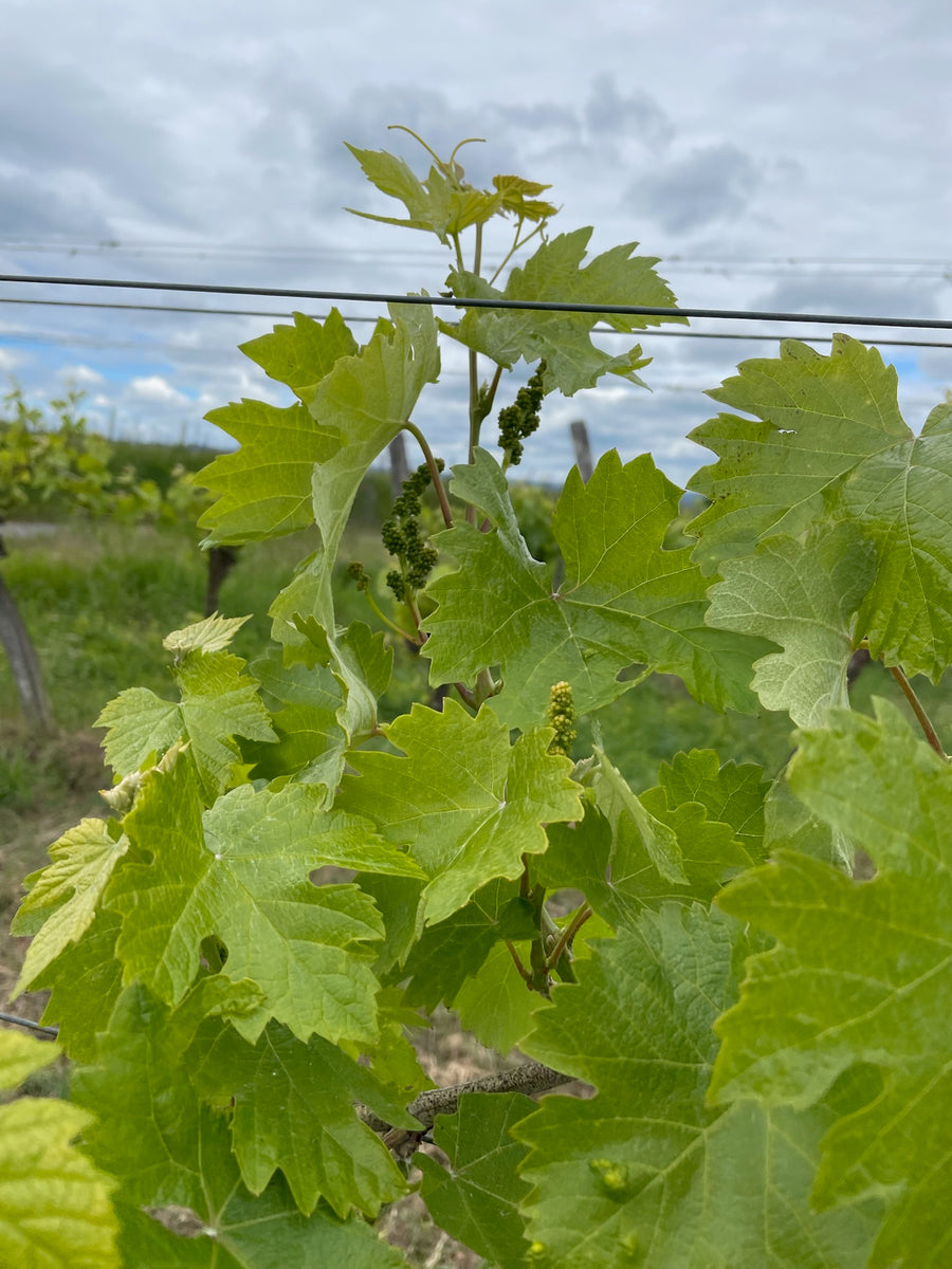 Weingut Geyerhof