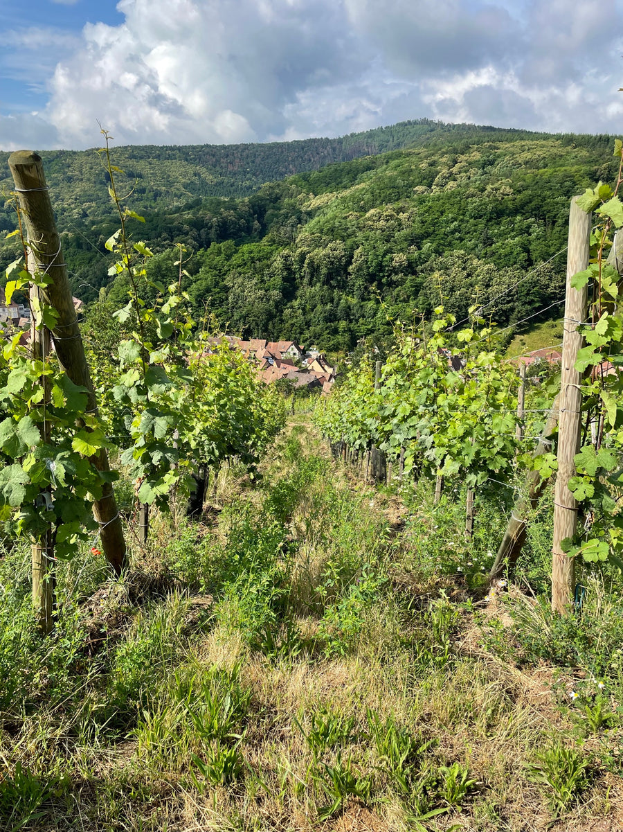 Domaine Kleinknecht