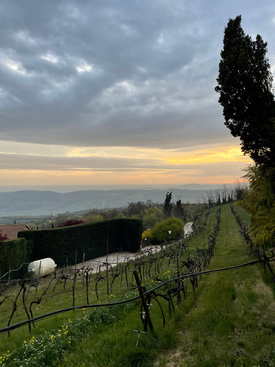 Cantina Filippi