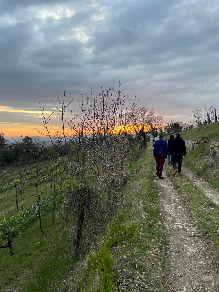 Cantina Filippi