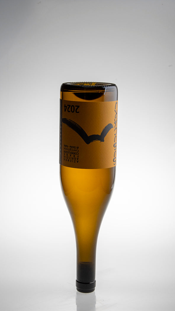 2024, Sucucaru Bianco