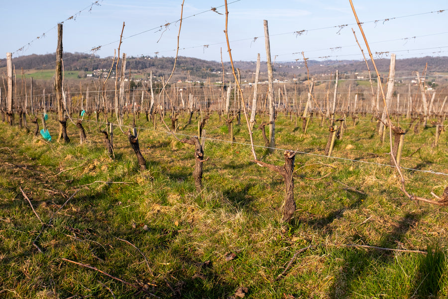 Clos Larrouyat