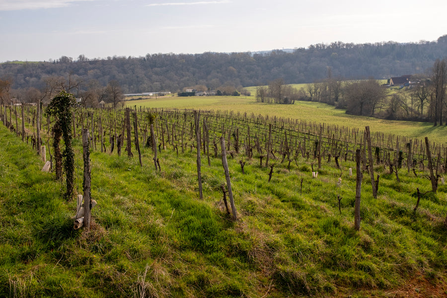 Domaine Lajibe / Manseng et Compagnie