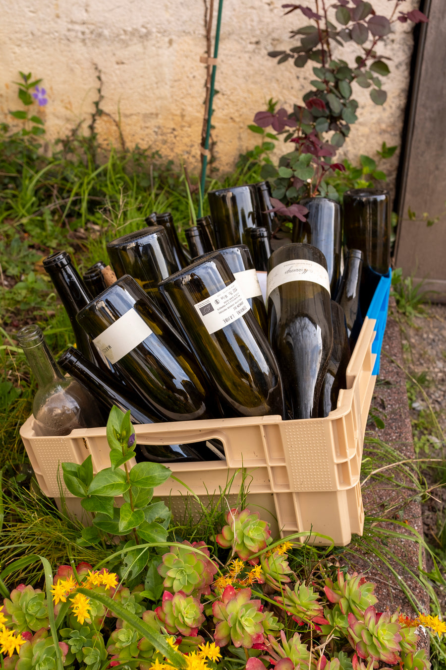 Domaine Lajibe / Manseng et Compagnie