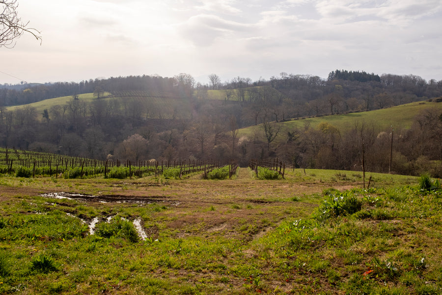 Domaine Lajibe / Manseng et Compagnie
